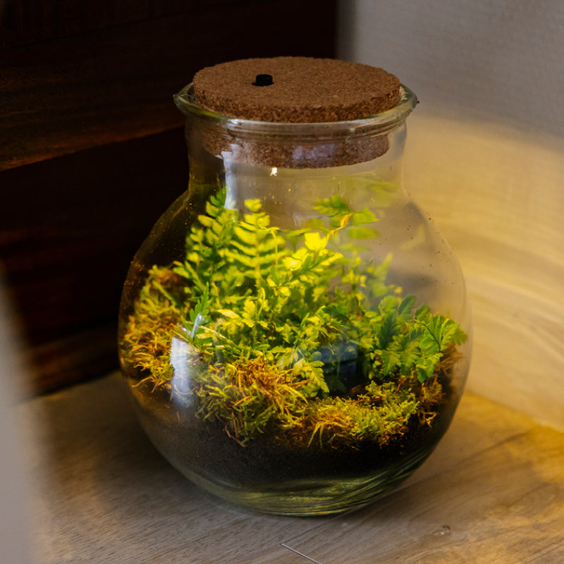 Terrariums